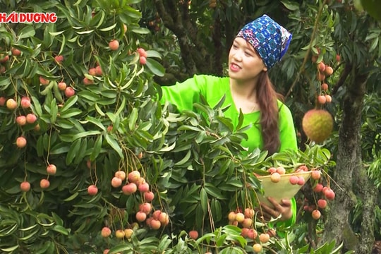 Mê mẩn với Đồng Mẩn mùa vải chín